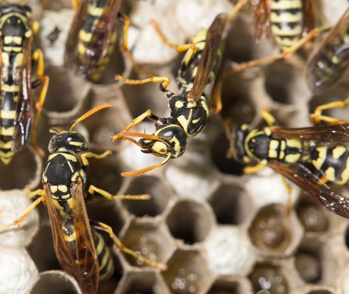 「福岡県柳川市」キイロスズメバチ駆除の画像イメージ