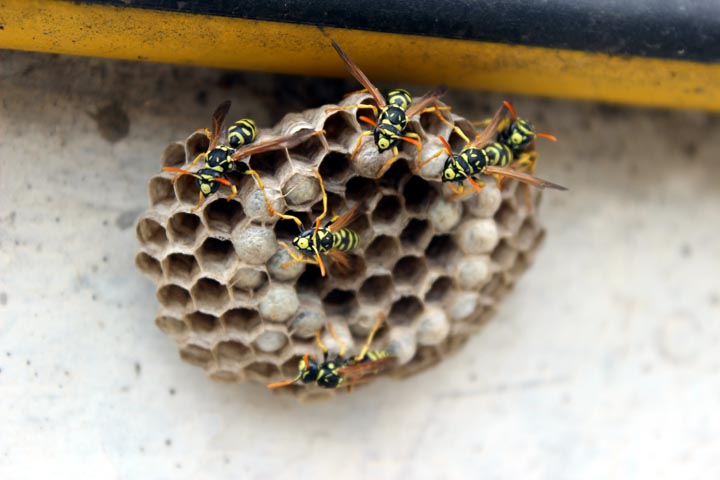 「福岡県みやま市」キイロスズメバチ駆除の画像イメージ
