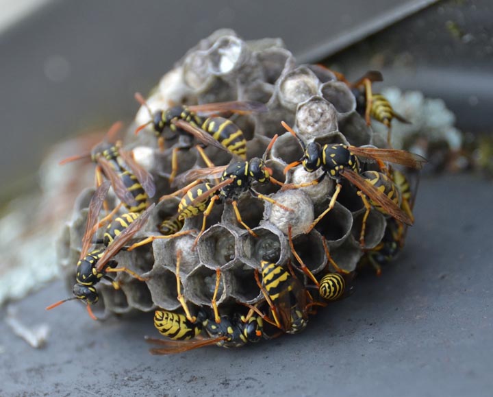 「福岡県柳川市」ミツバチ駆除の画像イメージ