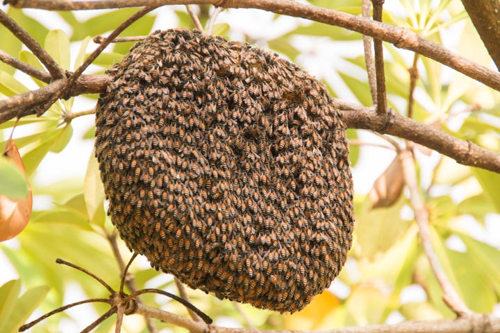 「大川市上巻」スズメバチ駆除の画像イメージ