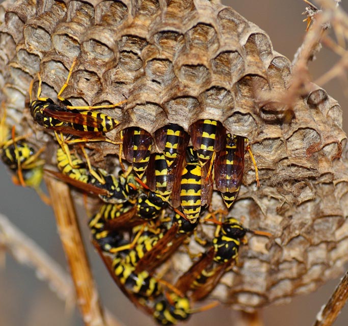 「福岡県みやま市」キイロスズメバチ駆除の画像イメージ