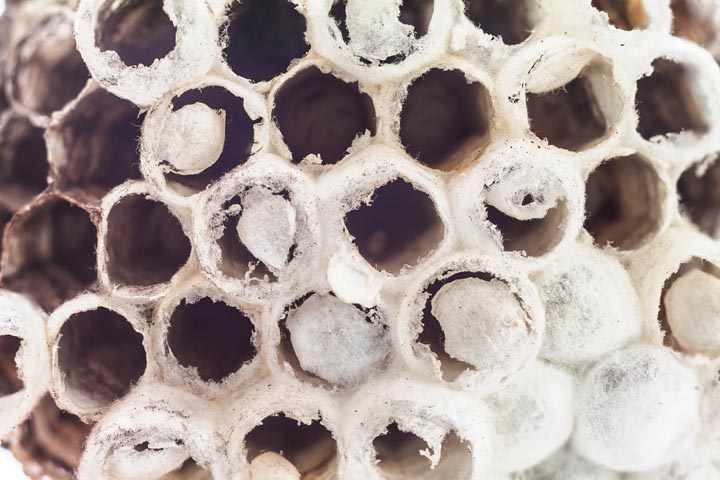 「福岡県大川市」オオスズメバチ駆除の画像イメージ