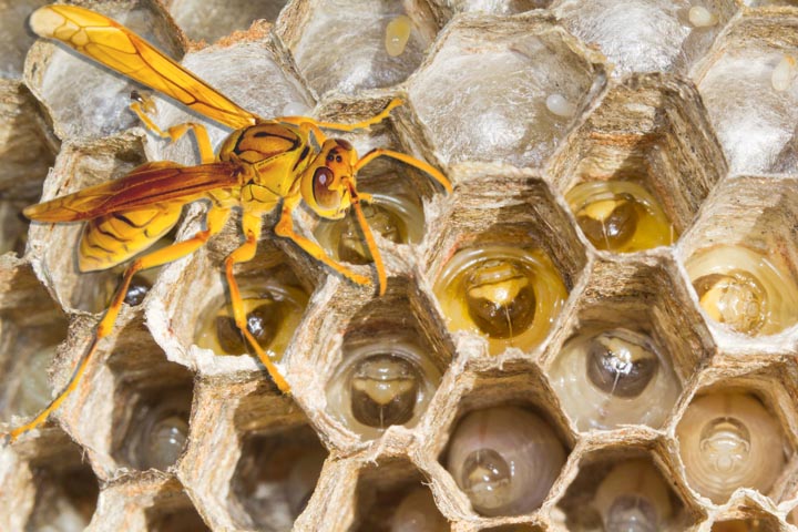「鳥栖市柚比町」コガタスズメバチ駆除の画像イメージ