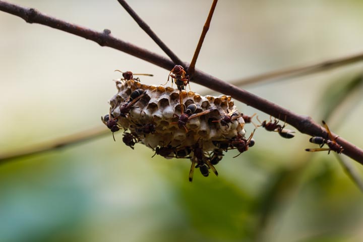 「岡山県笠岡市」キイロスズメバチ駆除の画像イメージ