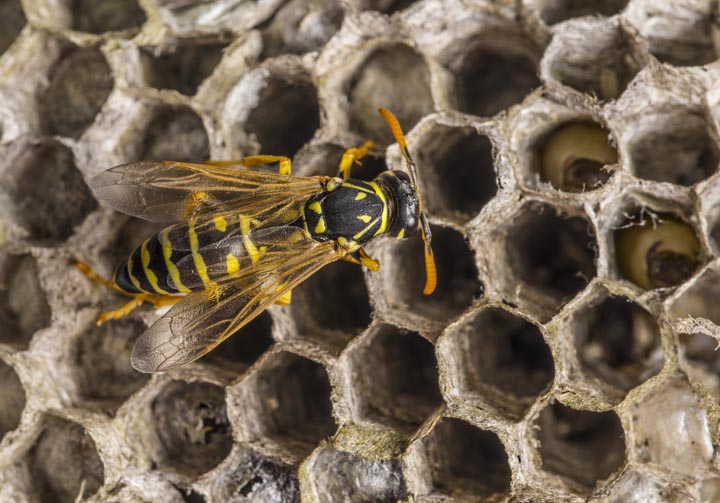 「福岡県大牟田市」オオスズメバチ駆除の画像イメージ