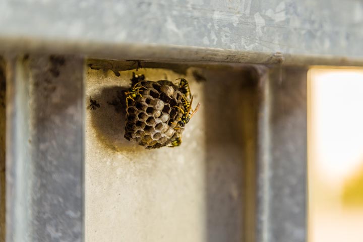 「福岡県柳川市」クマバチ駆除の画像イメージ