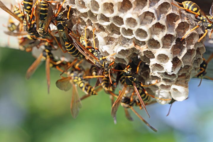 「大川市中古賀」キイロスズメバチ駆除の画像イメージ