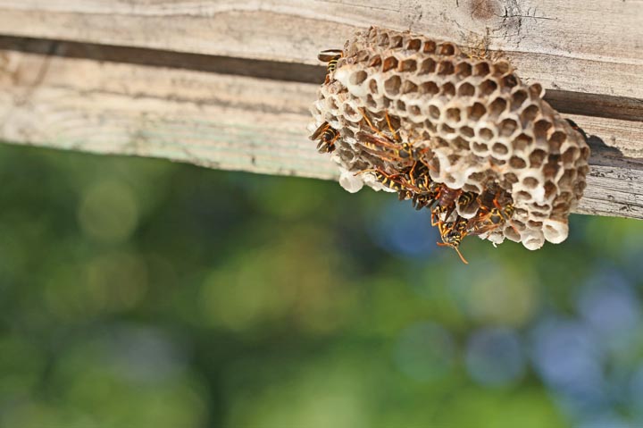 「鳥栖市儀徳町」スズメバチ駆除の画像イメージ