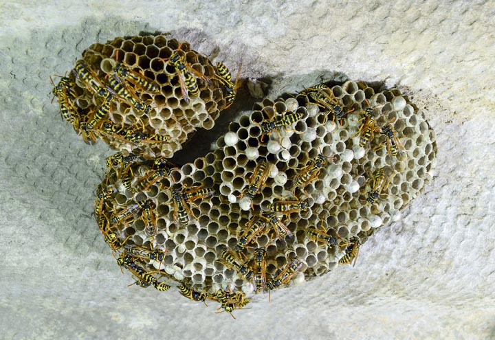 「岡山県真庭市」コガタスズメバチ駆除の画像イメージ