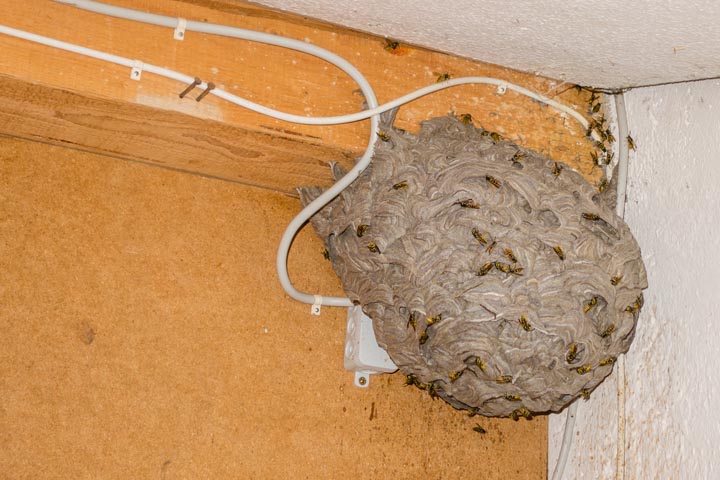 「二本松市借宿」オオスズメバチ駆除の画像イメージ