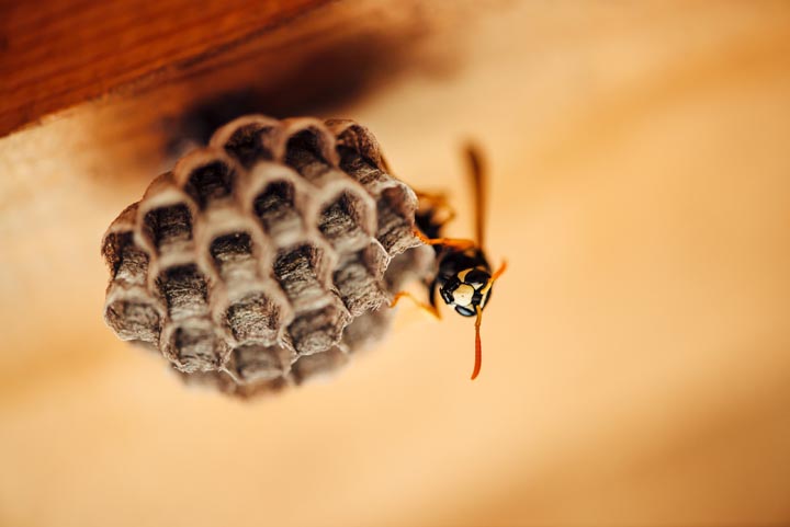 「霧島市国分野口東」ミツバチ駆除の画像イメージ