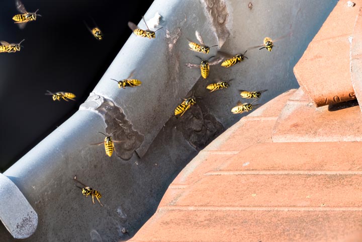 「豊後大野市三重町芦刈」コガタスズメバチ駆除の画像イメージ