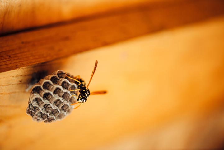 「廿日市市阿品台」ミツバチ駆除の画像イメージ