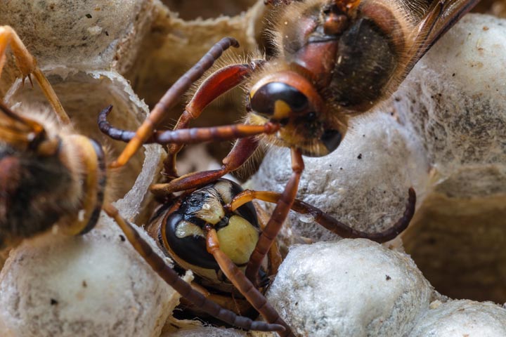 「佐伯市守後浦」オオスズメバチ駆除の画像イメージ