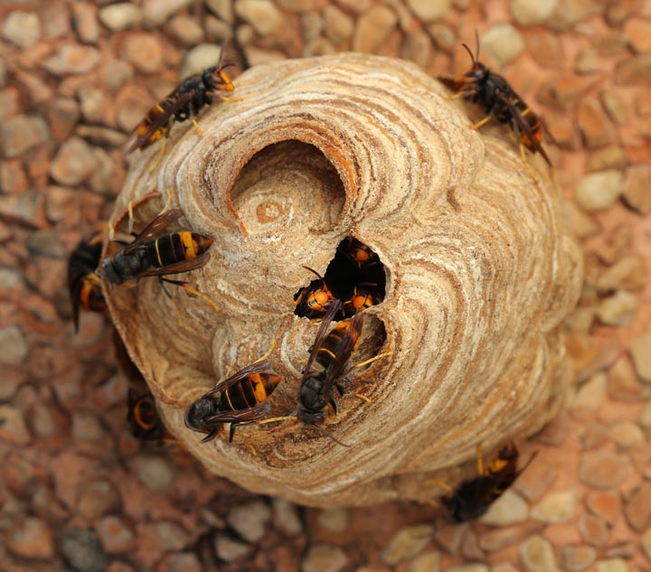 「菊池市七城町清水」オオスズメバチ駆除の画像イメージ