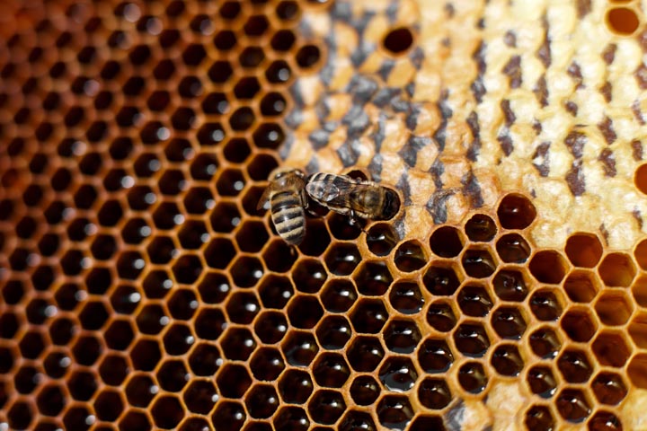 「八代市鼠蔵町」コガタスズメバチ駆除の画像イメージ