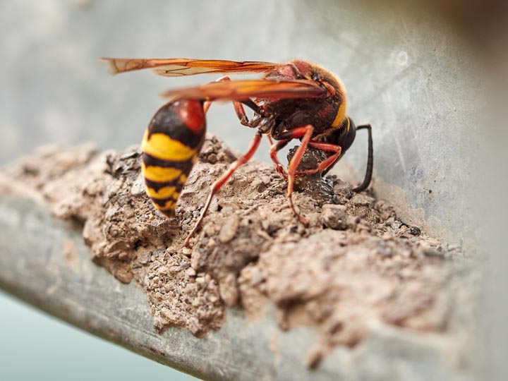 「鹿屋市上谷町」ヒメスズメバチ駆除の画像イメージ