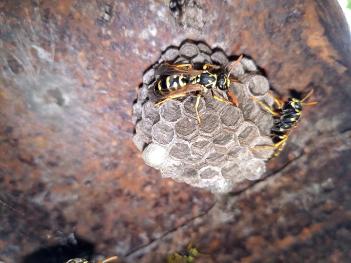 「府中市上下町小塚」コガタスズメバチ駆除の画像イメージ