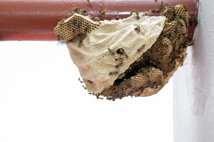 「広島県廿日市市」アシナガバチ駆除の画像イメージ