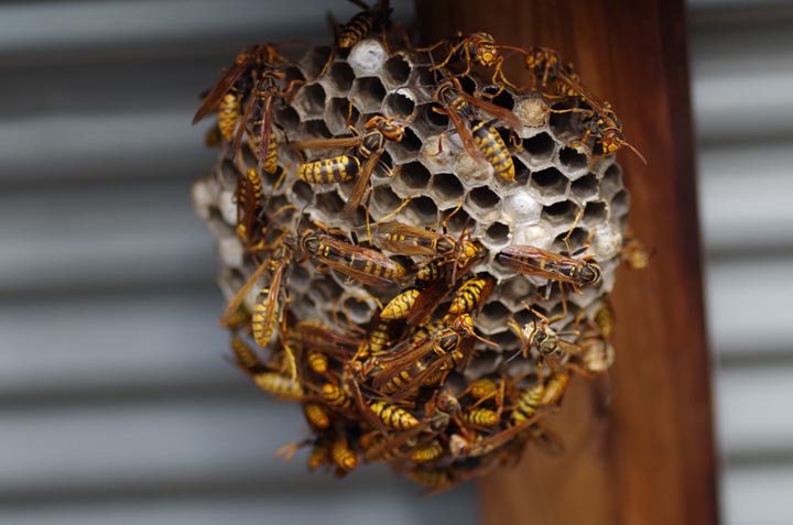 「新見市上市」アシナガバチ駆除の画像イメージ