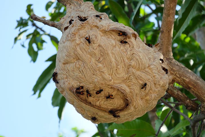「阿久根市大川」キイロスズメバチ駆除の画像イメージ