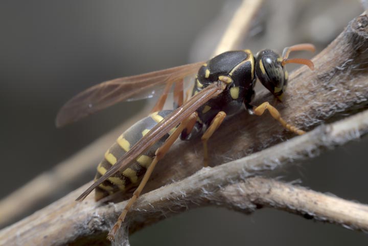 「二本松市三保内」ミツバチ駆除の画像イメージ
