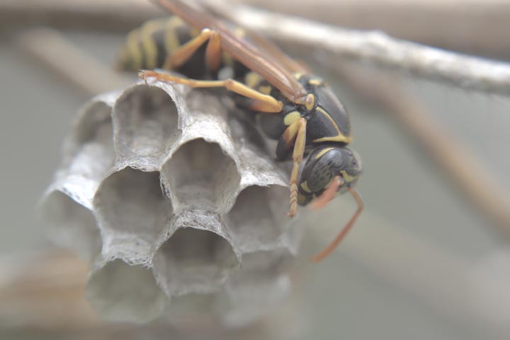 「八代市郡築六番町」アシナガバチ駆除の画像イメージ