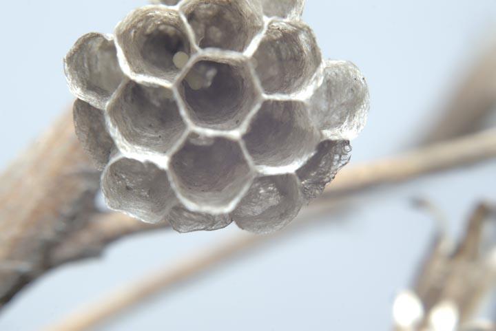 「新見市哲多町花木」コガタスズメバチ駆除の画像イメージ