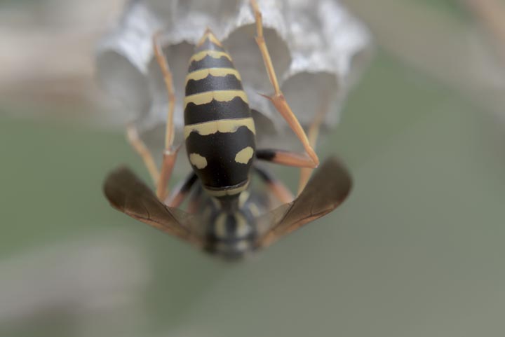 「八代市松江町」コガタスズメバチ駆除の画像イメージ