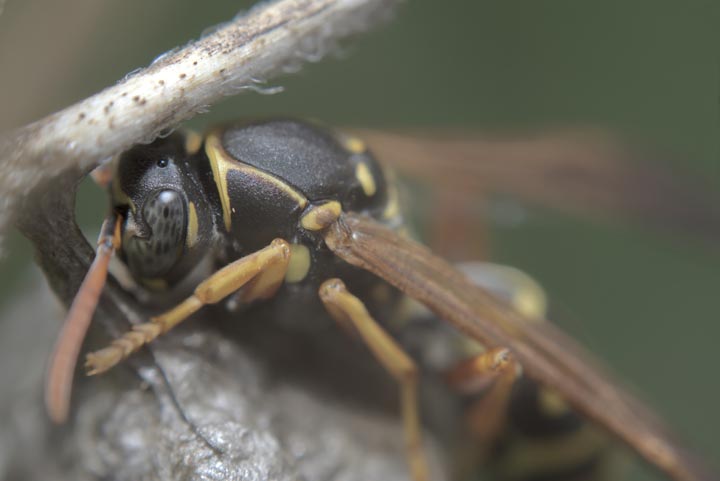 「阿久根市折口」ミツバチ駆除の画像イメージ