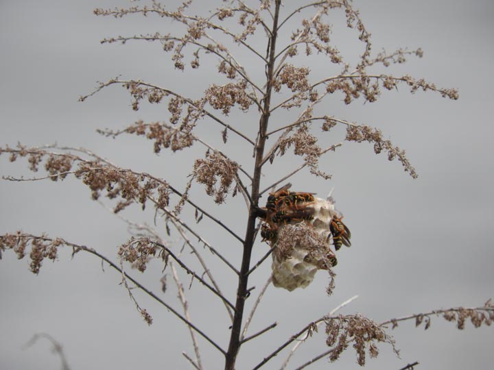 「福島県伊達市」クマバチ駆除の画像イメージ