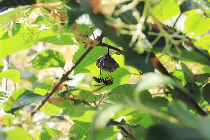 「府中市上下町階見」ヒメスズメバチ駆除の画像イメージ
