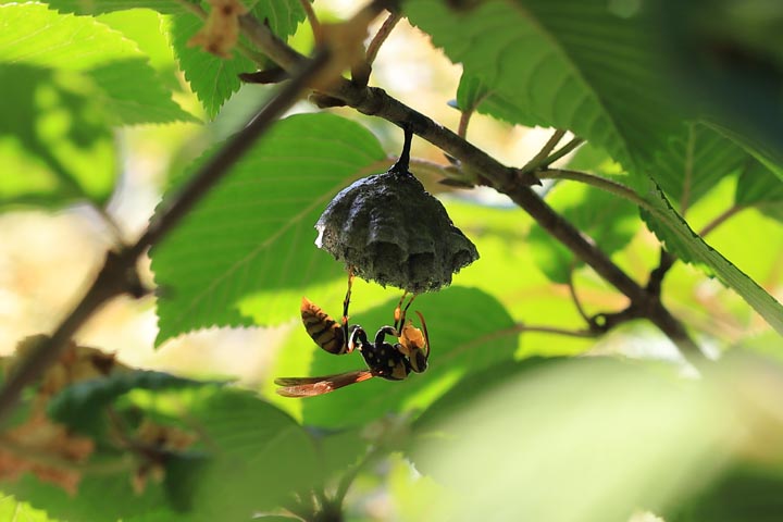 「光市花園」クマバチ駆除の画像イメージ