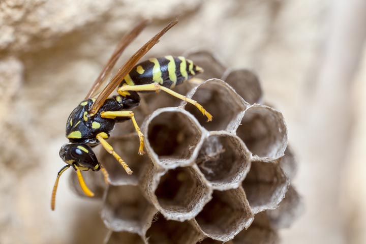 「佐伯市海崎」オオスズメバチ駆除の画像イメージ