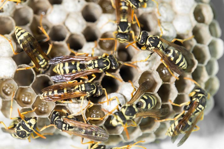 「杵築市馬場尾」キイロスズメバチ駆除の画像イメージ