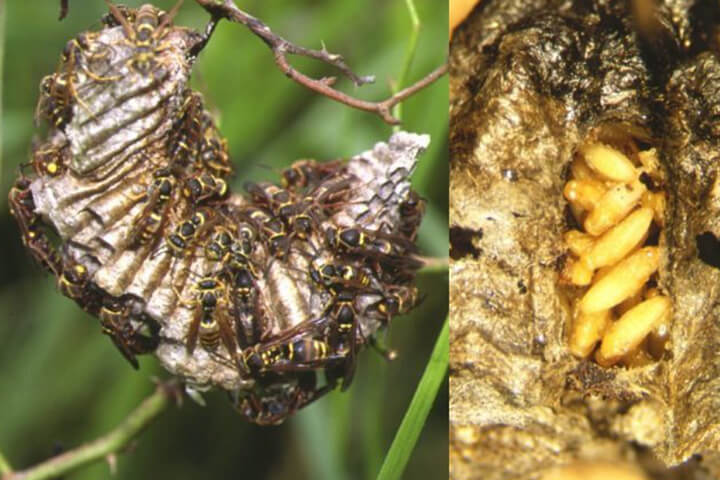 コアシナガバチの巣にはどんな特徴がある？