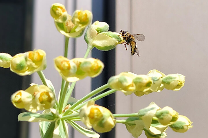 蜂に似た⾍を見つけた場合の対処法