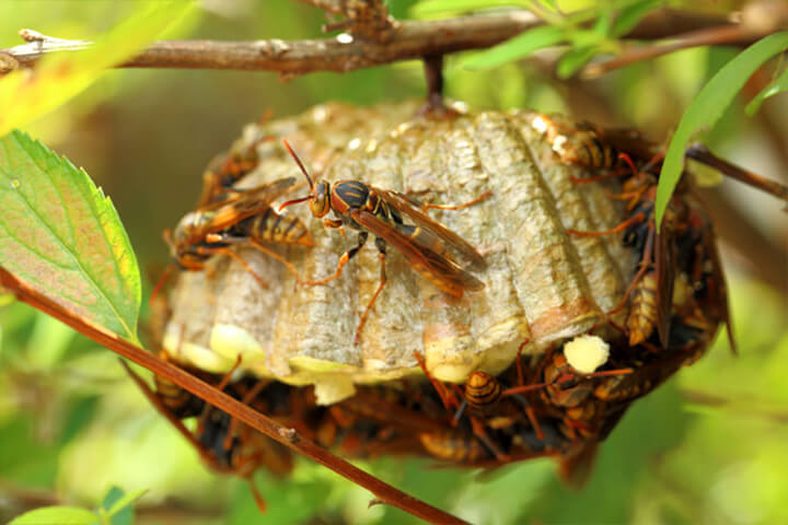 コアシナガバチの巣の駆除方法