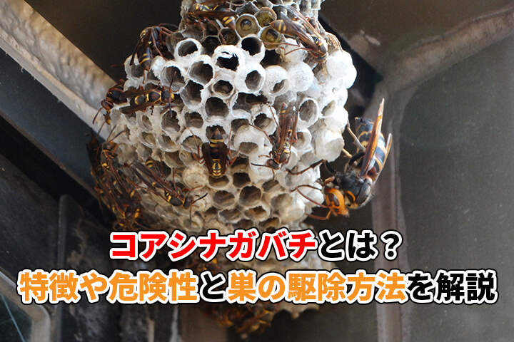 コアシナガバチとは？特徴や危険性にくわえ巣の駆除方法を解説