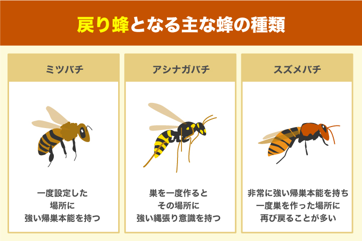 戻り蜂となる主な蜂の種類