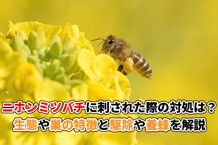 >ニホンミツバチに刺された際の対処は？生態や巣の特徴と駆除や養蜂についてもご紹介